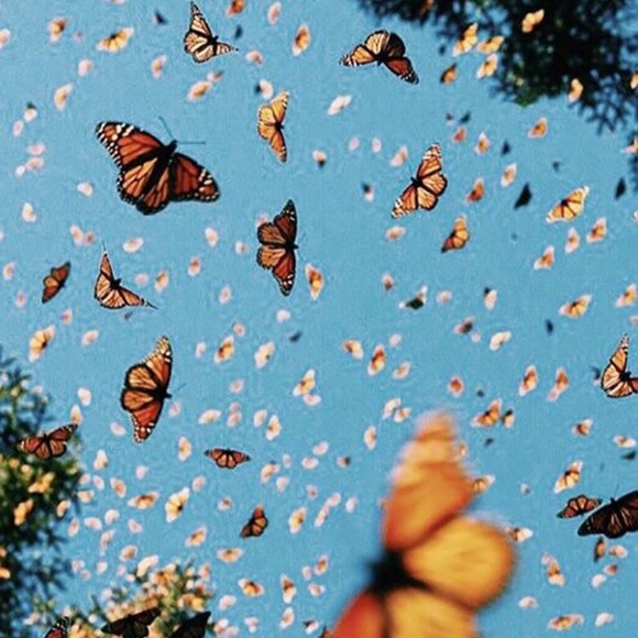 Meet your Posher, Aspen - Picture 1 of 1